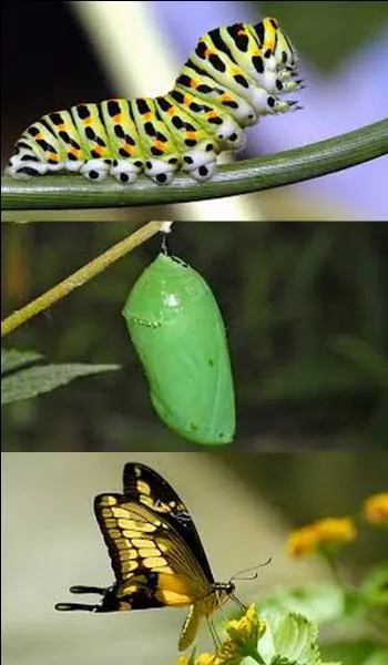 Quelle est la bonne orthographe ?