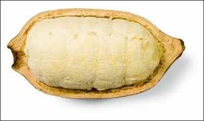 Autre fruit amazonien, il donne non seulement une boisson à tomber par terre, mais également un chocolat !