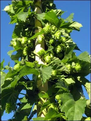 Faites-vous mousser en trouvant la réponse !