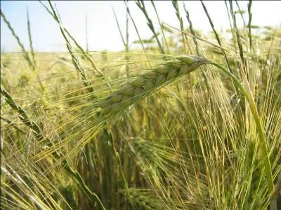 Ecossais et Irlandais s'en disputent, eux aussi, la paternité, reconnaître ces grains, c'est reconnaître cet alcool !