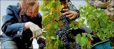 Trouver ce fleuron de notre gastronomie ne vous autorise pas à coincer la bulle !