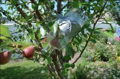 Trouvez ce célèbre nom vous évitera de passer pour le fruit de la photo !