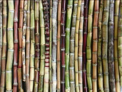 Non, ce n'est pas du bambou, mais la photo est suffisante pour vous permettre de trouver le nom de cet alcool !