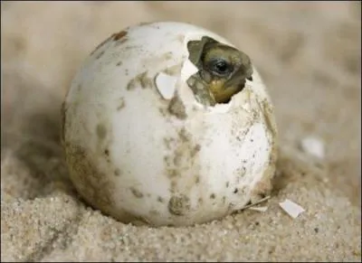 Là, c'est certain, c'est l'oeuf de ... .