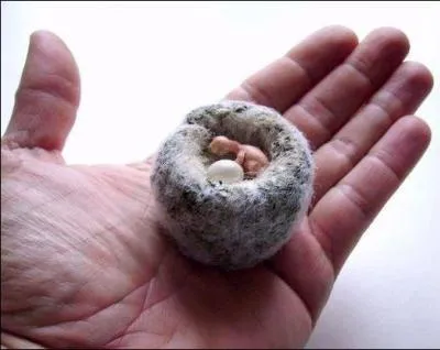 Quelle est la taille d'un oeuf de colibri ?