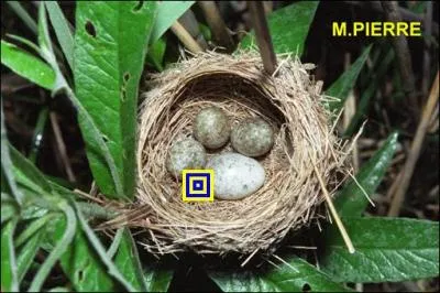 Qui a pondu le plus gros oeuf dans ce nid ?