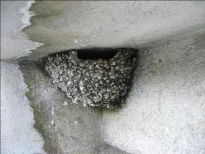 Ce nid est celui ... .