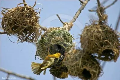 Et voici le nid du ... .