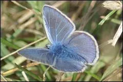 "Sableur". Celui-ci s'occupera des salaisons si la lettre ... s'envole.