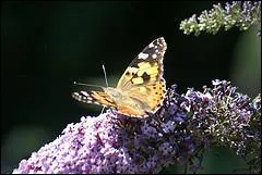Pauvre "poisson" ! Le voilà transformé en une substance pouvant provoquer la mort ! Quelle lettre s'est envolée ?