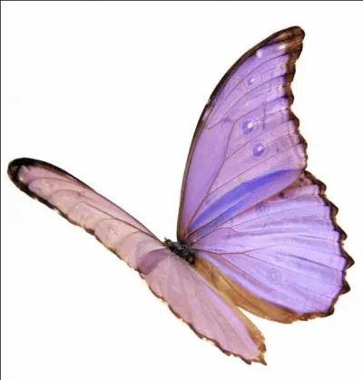 "Baht". Le nouveau mot exprime l'insouciance. Laissons s'envoler le...