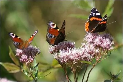 "Salers". Sans cette lettre, vous pourrez assaisonner les aliments.