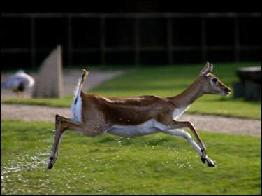 L'antilope est un animal :