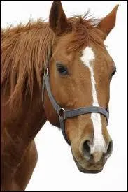 Le cheval est un animal :