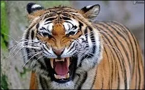 Le tigre est un animal :