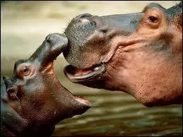 L'hippopotame est un animal :