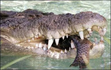Le crocodile est un animal :