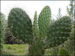 Il y en a dans son slip, alors forcément ça le gratte !