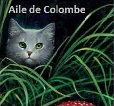 Aile de Colombe est une élue : quel est son pouvoir ?