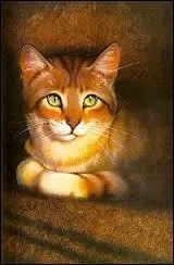 A cause de qui Etoile Balafrée a-t-il la mâchoire balafrée ?