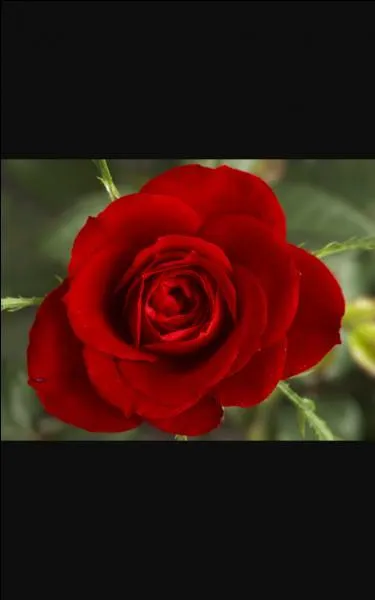 Complétez la première déclinaison pour les noms féminins : 
rosa, rosa, rosam...