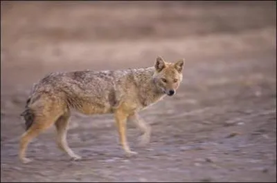 Dieu mythologique d'un pays où le soleil fut roi !