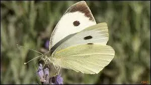 Trouvez le nom de ce joli papillon !