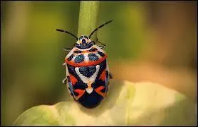 J'apparais au printemps ; quel est mon nom ?