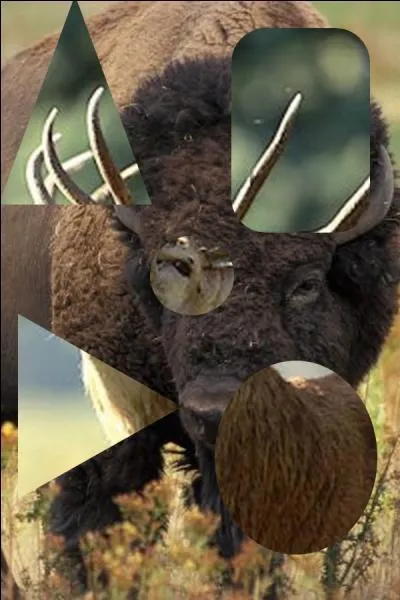 Quel animal n'est pas sur la photo ?