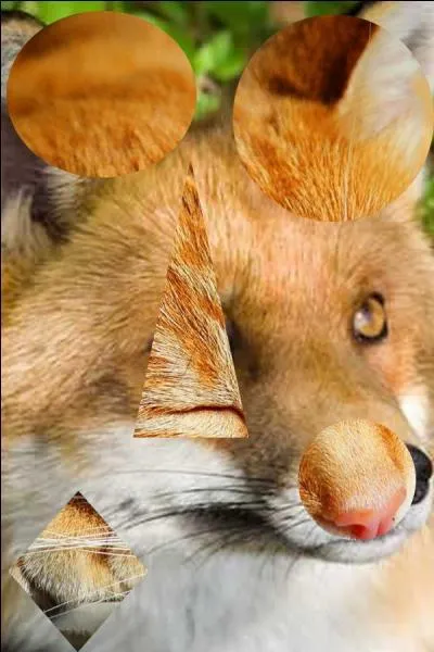 Quel animal n'est pas sur la photo ?