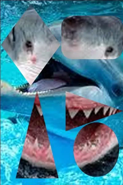 Quel animal n'est pas sur la photo ?