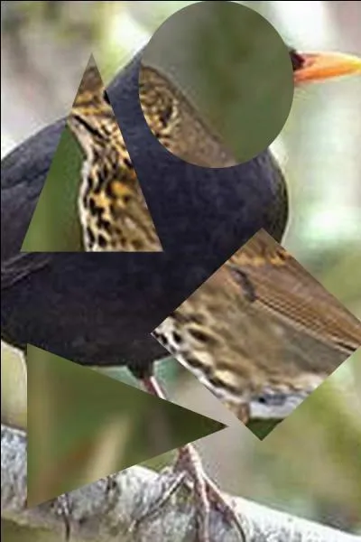 Quel oiseau n'est pas sur la photo ?