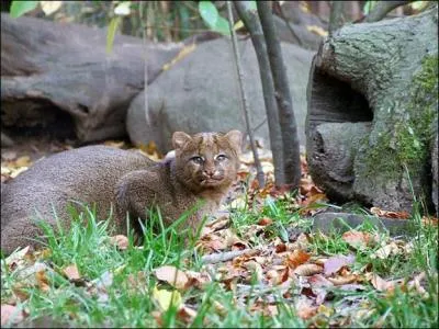 Emblématique d'une région (et d'un département) française, vous pourrez admirer ce mystérieux et rare félin, dans le zoo correspondant à son lieu de naissance !