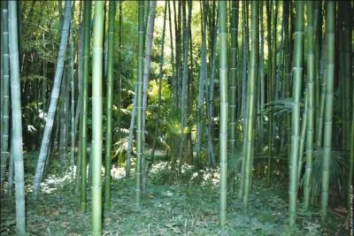 Dans quel département français pouvez-vous visiter la bambouseraie d'Anduze ?