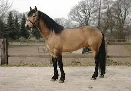 Quelle est la race de ce cheval ?