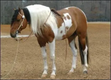 De quelle race est ce cheval ?