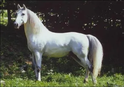 Quelle est la race de ce cheval ?
