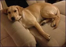 Quelle est la race de sa chienne ?