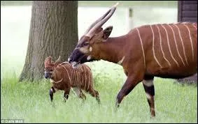 Quelle est cette antilope ?