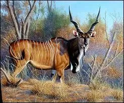 Quelle est cette antilope ?