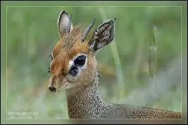 Quelle est cette antilope ?