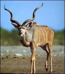 Quelle est cette antilope ?
