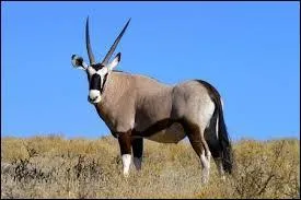 Quelle est cette antilope ?