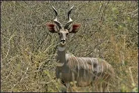 Quelle est cette antilope ?