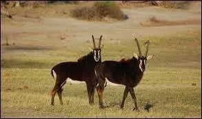 Quelle est cette antilope ?