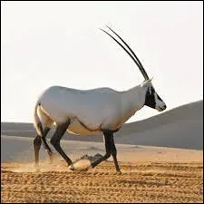 Quelle est cette antilope ?