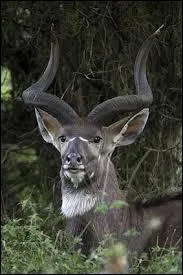 Quelle est cette antilope ?