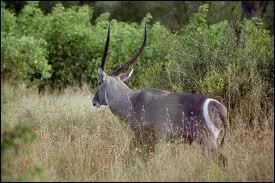 Quelle est cette antilope ?