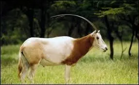 Quelle est cette antilope ?