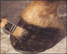 Avec quoi graisse-t-on les pieds ?